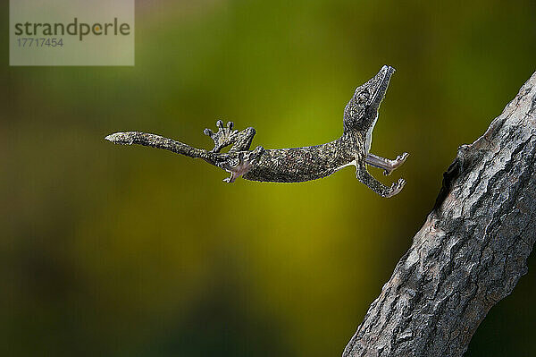 Der Henkel-Blattschwanzgecko gehört zur Gruppe der madagassischen Blattschwanzgeckos (Uroplatuss Pp.)  die in den feuchten Wäldern des östlichen und nördlichen Madagaskars heimisch sind. Blattschwanzgeckos spannen ihren ganzen Körper wie eine Feder an und stürzen sich auf Beute oder nahe gelegene Äste.