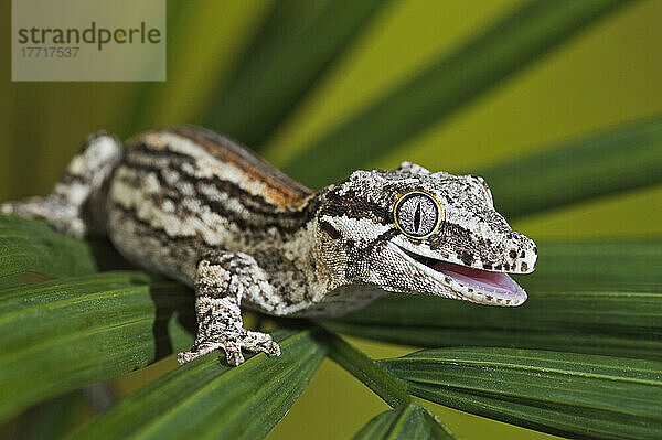 Der Gargoyle-Gecko (Rhacodactylus Auriculatus)  dessen Lebensraum durch Abholzung bedroht ist  kommt nur am südlichen Ende der Insel Neukaledonien vor. In Gefangenschaft.