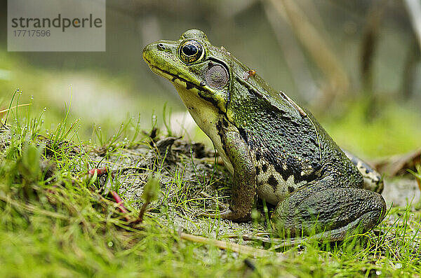 Seitenansicht von Alert Green Frog; Vaudreuil  Quebec  Kanada
