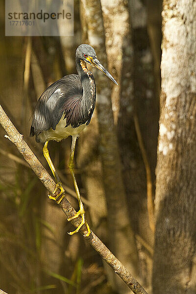 Dreifarbenreiher  Florida.