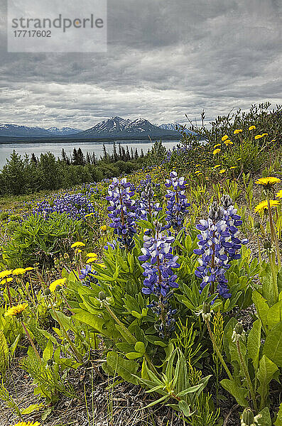 Wildblumen (Lupinen und Löwenzahn) am Straßenrand entlang der Ufer des Dezadeash Lake; Yukon  Kanada