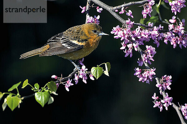 Weiblicher Baltimore-Trupial (Icterus Galbula) im Rotbud-Baum  Point Pelee National Park  Ontario