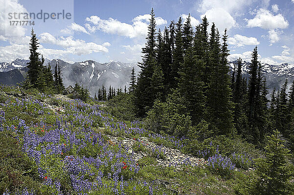 Olympic Peninsula im Sommer. Olympische Halbinsel  Washington Usa