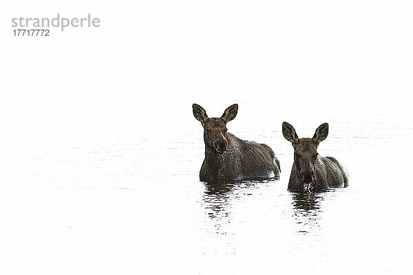 Zwei junge Elche in einem Teich entlang des Dempster Highway; Yukon Kanada