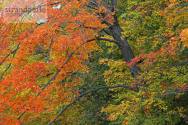 Bäume in Herbstfarben  Ontario
