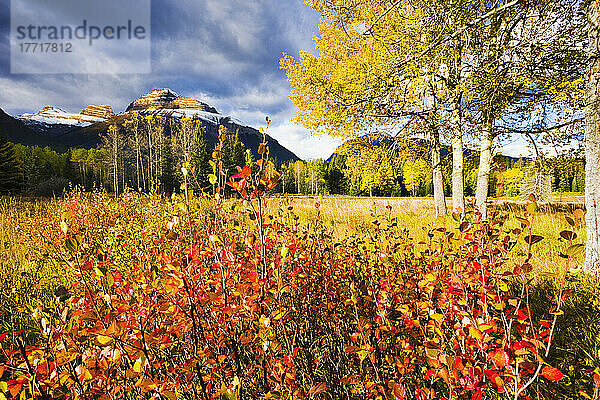 Auswahl des Künstlers: Zwergbirke und Pilot Mountain im Herbst  vom Bow Valley Parkway  Banff National Park  Alberta