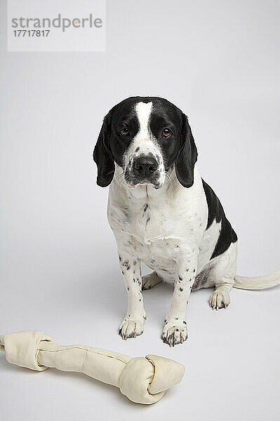 Springer Spaniel Mix Hund mit riesigem Knochen