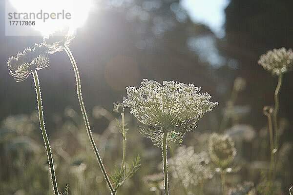 Queen Anne's Lace  Toronto  Ontario