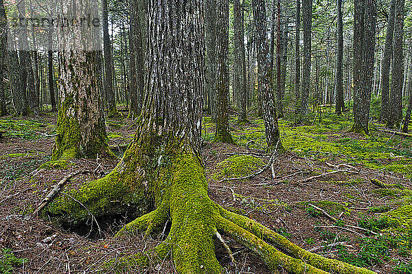 Altgewachsener östlicher Hemlocktannenwald (Tsuga Canadensis) im Kejimkujik Np  Nova Scotia  Kanada.