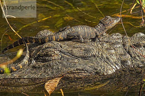 Amerikanischer Alligator mit Baby auf dem Kopf  Everglades National Park  Florida.