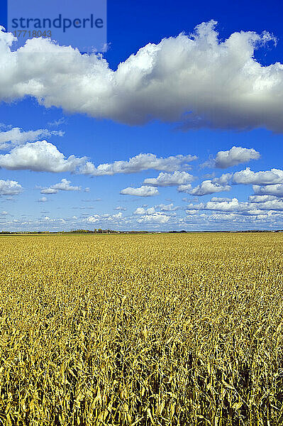 Auswahl des Künstlers: Ein Maisfeld erstreckt sich bis zum Horizont  mit einem Himmel voller Kumuluswolken im Hintergrund  in der Nähe von Dufresne  Manitoba