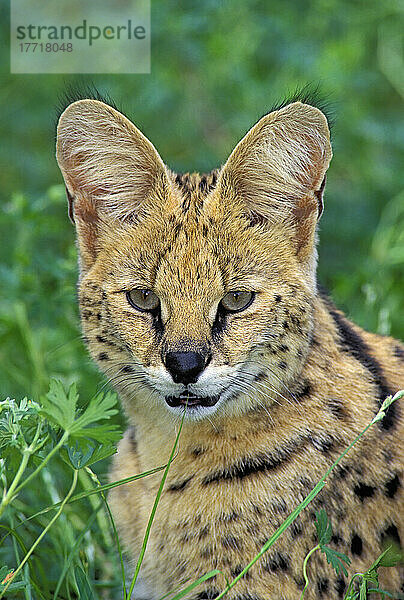 Serval. Die riesigen Ohren dienen als Antennen zum Aufspüren von Beute. Afrika. Felis Leptailurus Serval.
