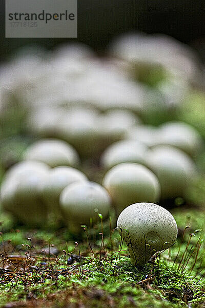 Puffballs On A Log; Ontario Kanada