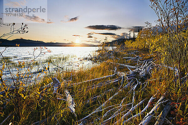 Auswahl des Künstlers: Herbstfarben am Marsh Lake bei Sonnenuntergang  Yukon