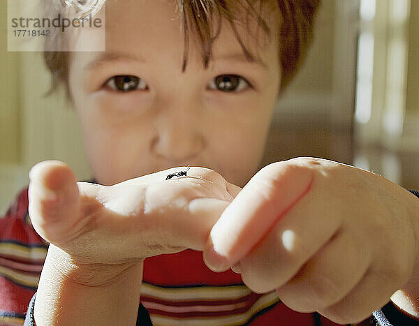 Junger Junge hält ein Insekt in der Hand  King City  Ontario