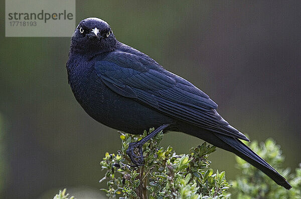 Amsel  Star