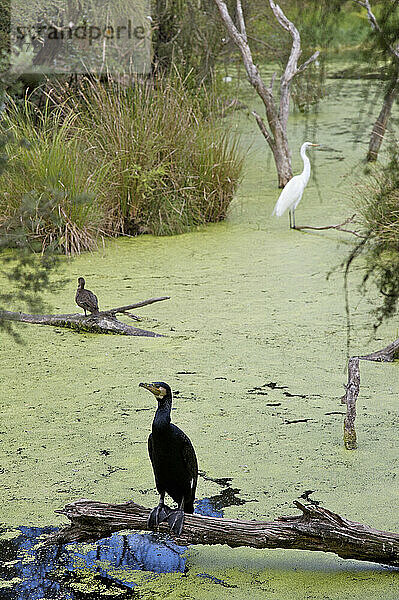 Auswahl des Künstlers: Kormoran  Reiher und Ente im Sumpf  Healesville Sanctuary  Victoria  Australien