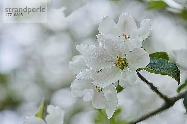 Nahaufnahme von zarten  weißen Blüten an einem Hausapfelbaum (Malus domestica) in voller Blüte im Frühling; Bayerischer Wald  Bayern  Deutschland