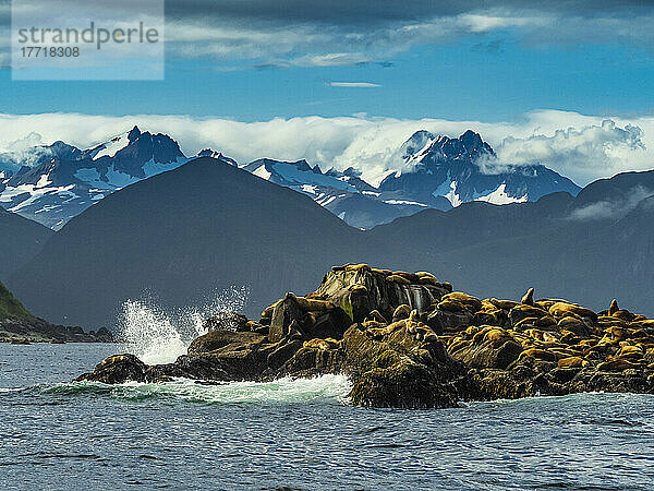 Stellers Seelöwen (Eumetopias jubatus) auf einer felsigen Insel; Katmai National Park  Alaska  Vereinigte Staaten von Amerika