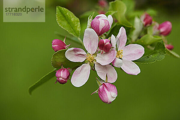 Nahaufnahme von zarten Blüten und Blättern eines Hausapfelbaums (Malus domestica) im Frühling; Bayerischer Wald  Bayern  Deutschland