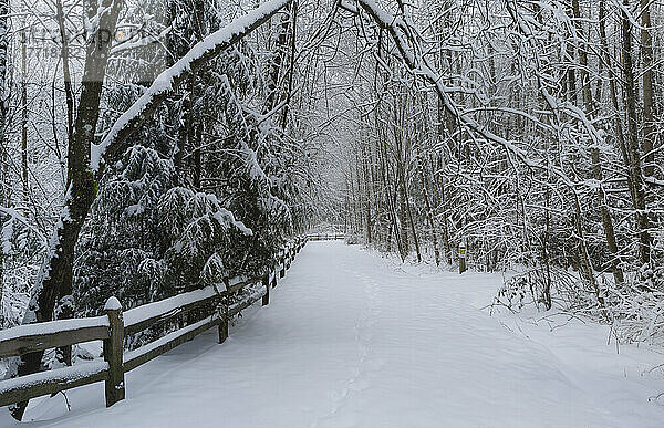 Verschneiter Weg durch einen Park im Winter  Green Timbers Urban Forest Park; Surrey  British Columbia  Kanada