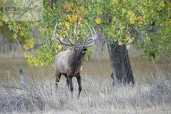 Ein prächtiger Elchbulle (Cervus canadensis)  der während der Herbstbrunst im Slippery Ann Elk Viewing Area im Charles M. Russell National Wildlife Refuge  Montana; Montana  Vereinigte Staaten von Amerika