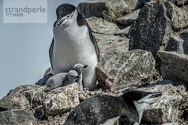 Zügelpinguin (Pygoscelis antarcticus) auf Half Moon Island bei der Pflege der frisch geschlüpften Küken; Antarktis