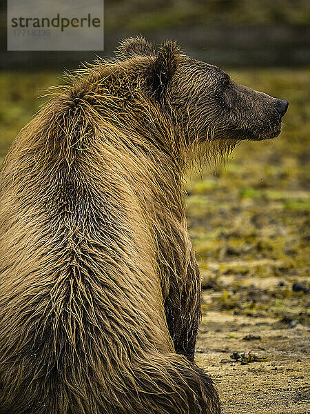 Blick von hinten auf einen Küstenbraunbären (Ursus arctos horribilis)  der am Strand sitzt und in der Kinak-Bucht nach Lachsen fischt; Katmai National Park and Preserve  Alaska  Vereinigte Staaten von Amerika