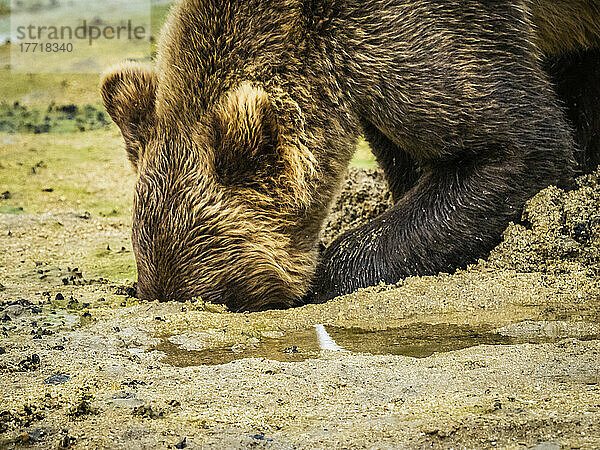 Nahaufnahme eines Küstenbraunbären (Ursus arctos horribilis)  der bei Ebbe im Geographic Harbor nach Muscheln gräbt; Katmai National Park and Preserve  Alaska  Vereinigte Staaten von Amerika