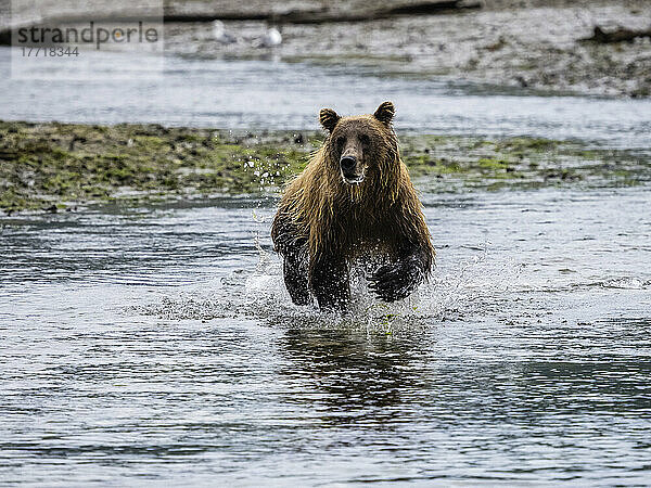 Küsten-Braunbär (Ursus arctos horribilis)  der im Wasser läuft und in der Kinak-Bucht Lachse fängt; Katmai National Park and Preserve  Alaska  Vereinigte Staaten von Amerika