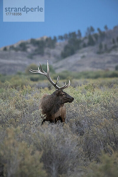 Großer Elchbulle (Cervus canadensis) in der Slippery Ann Elk Viewing Area im Charles M. Russell National Wildlife Refuge  Montana; Montana  Vereinigte Staaten von Amerika