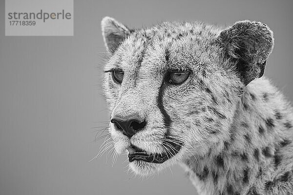 Nahaufnahme eines Geparden (Acinonyx jubatus)  Kopf-Schulter-Porträt eines weiblichen Tieres  das in die Savanne der Serengeti blickt; Tansania