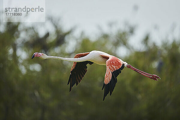 Großer Flamingo (Phoenicopterus roseus) im Flug mit Bäumen im Hintergrund  Parc Naturel Regional de Camargue; Camargue  Frankreich