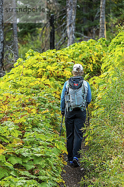 Weibliche Wanderin auf einem Bergpfad mit üppigem grünen Unterholz im Wald  Waterton Lakes National Park; Waterton  Alberta  Kanada