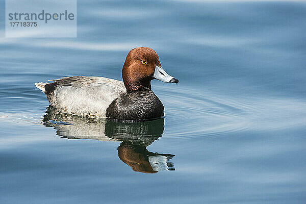 Männliche Rotkopfente (Aythya americana) schwimmt auf dem Wasser und spiegelt sich auf der Oberfläche  Lake Mead National Recreation Area; Nevada  Vereinigte Staaten von Amerika