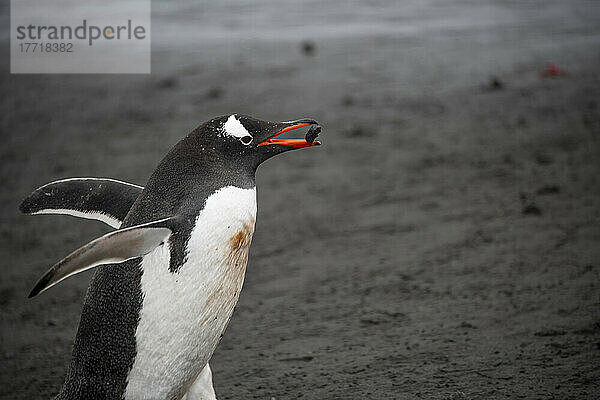 Eselspinguin (Pygoscelis papua) trägt einen Stein für sein Nest auf den Süd-Shetland-Inseln; Antarktis