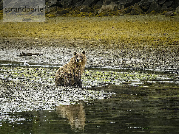 Porträt eines Küstenbraunbären (Ursus arctos horribilis)  der am Ufer sitzt und in der Kinak-Bucht nach Lachsen fischt; Katmai National Park and Preserve  Alaska  Vereinigte Staaten von Amerika