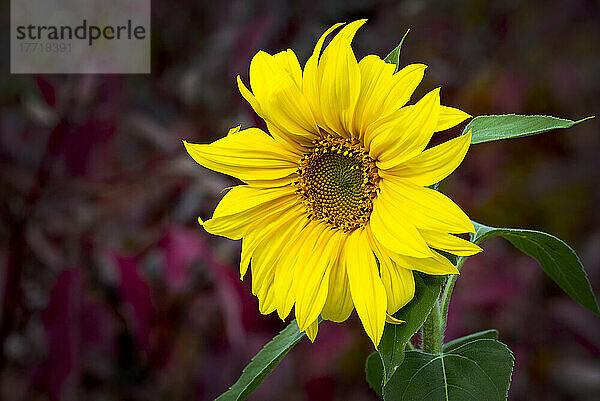 Nahaufnahme einer Sonnenblume mit rot gefärbtem Laub im Hintergrund; Calgary  Alberta  Kanada