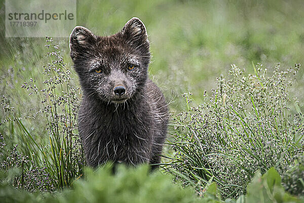 Junger Fuchs auf der Insel Isafjorour  einer kleinen Fischergemeinde  die heute stark auf den Tourismus angewiesen ist  um die lokale Wirtschaft aufzubessern; Isafjorour  Westfjorde  Island