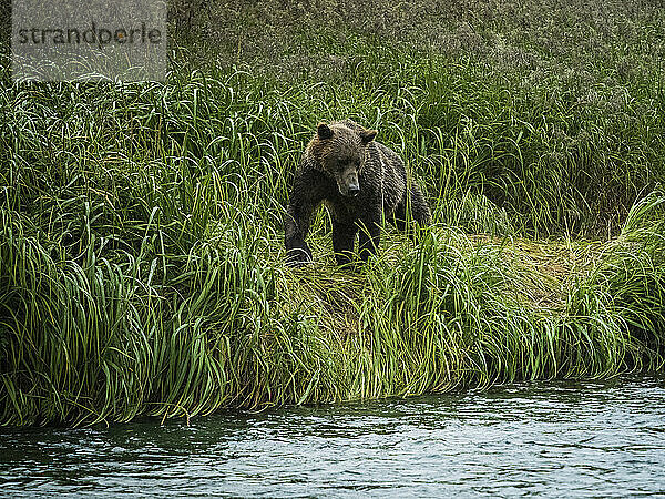 Küstenbraunbär (Ursus arctos horribilis)  stehend am grasbewachsenen Ufer beim Lachsfang im Geographic Harbor; Katmai National Park and Preserve  Alaska  Vereinigte Staaten von Amerika