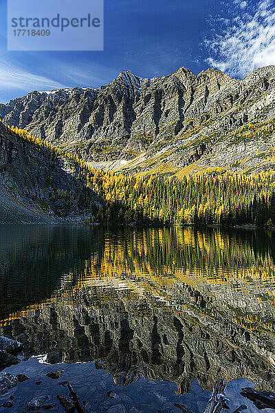 Berg  der sich im Lake Louise spiegelt  mit leuchtend gelben Lärchen im Herbst und blauem Himmel und Wolken  Banff National Park; Lake Louise  Alberta  Kanada