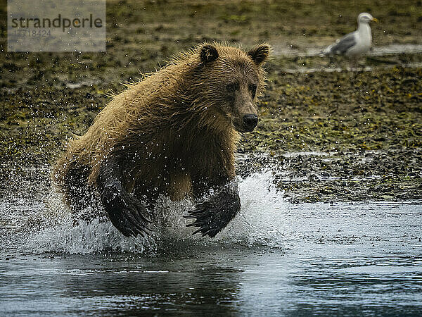 Küstenbraunbär (Ursus arctos horribilis)  der ins Wasser läuft  um in der Kinak-Bucht Lachse zu fangen; Katmai National Park and Preserve  Alaska  Vereinigte Staaten von Amerika