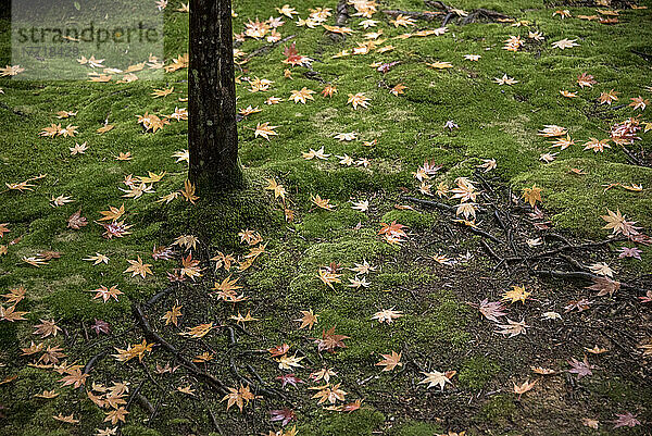 Strukturiertes Moos und herabgefallene Blätter auf dem Boden am Fuße eines Baumes im Moos-Tempel oder Kokedera in Kyoto. In den Gärten des Tempels gibt es schätzungsweise 120 verschiedene Moosarten. Der Tempel ist eine beliebte Touristenattraktion  in der die Besucher durch den spektakulären Garten spazieren können  der die spätere japanische Gartengestaltung stark beeinflusst hat; Kyoto  Japan