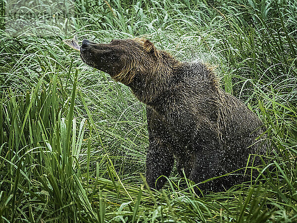 Küstenbraunbär (Ursus arctos horribilis)  der am grasbewachsenen Ufer sitzt und Lachs frisst und Wasser abschüttelt  beim Lachsfang im Geographic Harbor; Katmai National Park and Preserve  Alaska  Vereinigte Staaten von Amerika