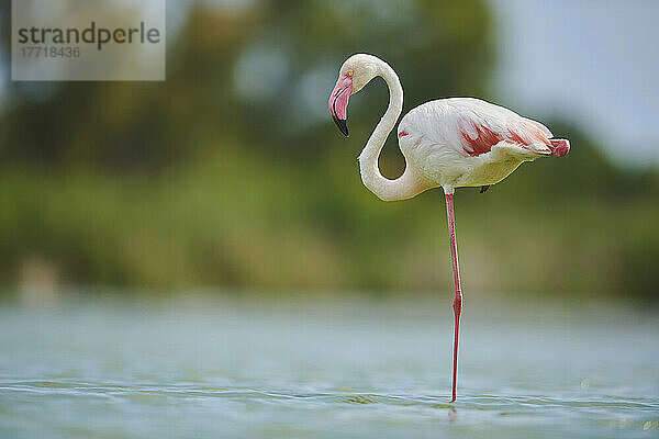 Großer Flamingo (Phoenicopterus roseus) auf einem Bein im Wasser stehend  Parc Naturel Regional de Camargue; Camargue  Frankreich