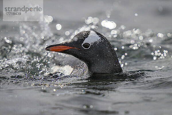 Eselspinguin (Pygoscelis papua) beobachtet die Kamera vom sonnenbeschienenen Wasser aus; Antarktis