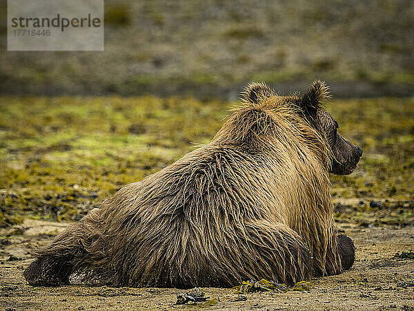 Blick von hinten auf einen Küstenbraunbären (Ursus arctos horribilis)  der am Strand liegt  während er in der Kinak-Bucht nach Lachsen fischt; Katmai National Park and Preserve  Alaska  Vereinigte Staaten von Amerika