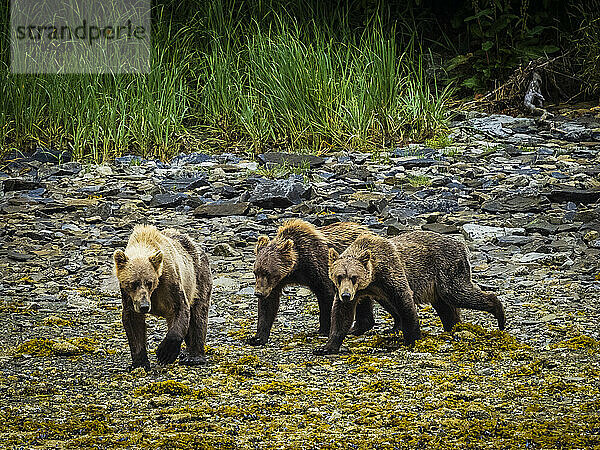 Küstenbraunbären (Ursus arctos horribilis)  die bei Ebbe im Geographic Harbor am felsigen Ufer grasen und nach Muscheln graben; Katmai National Park and Preserve  Alaska  Vereinigte Staaten von Amerika