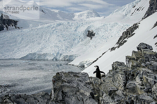 Zügelpinguin (Pygoscelis antarcticus) auf dem Spigot Peak im Hafen von Orne in der Antarktis; Antarktis