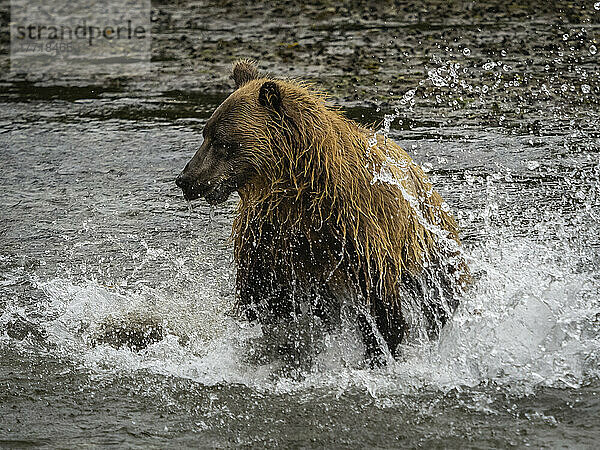 Küstenbraunbär (Ursus arctos horribilis)  der im Wasser plantscht  während er in der Kinak Bay nach Lachsen fischt; Katmai National Park and Preserve  Alaska  Vereinigte Staaten von Amerika